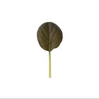 Red Cloud Asian Greens
