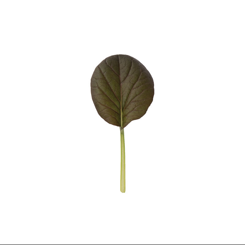 Red Cloud Asian Greens