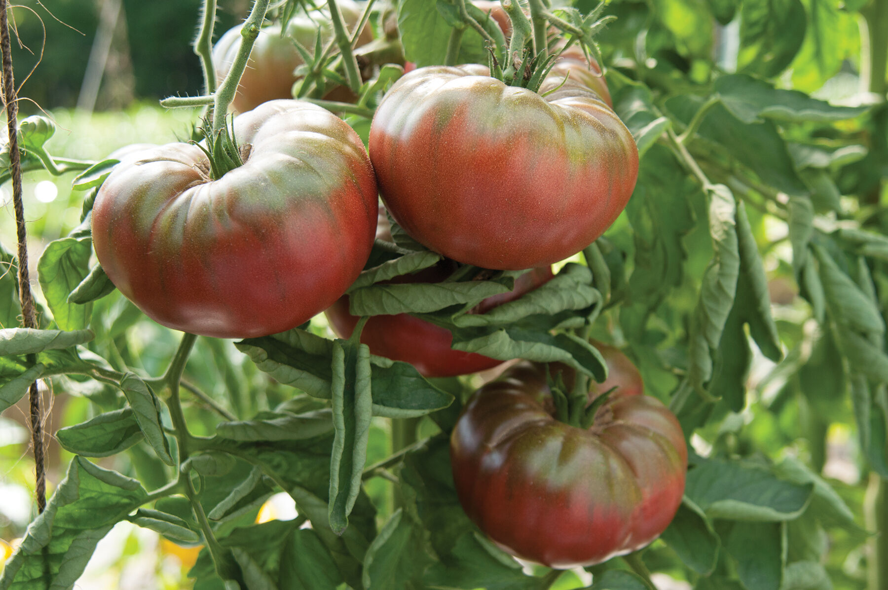 まろにー Marnero - (F1) Tomato Seed | Johnny's Selected Seeds