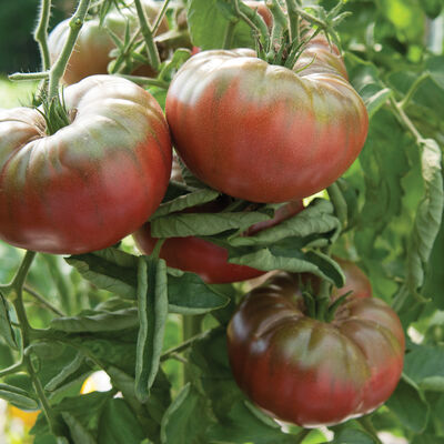 Marnero Beefsteak Tomatoes