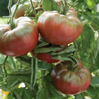 Marnero Beefsteak Tomatoes
