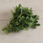 Esmee Arugula (Roquette)