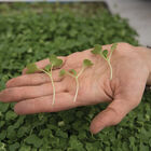 Tatsoi Microgreen Vegetables