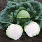 Kaitlin Storage Cabbage