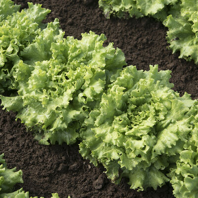 Muir Summer Crisp Lettuce (Batavia)