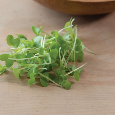 Mustard, Wasabina Microgreen Vegetables