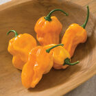 Numex Suave Orange Hot Peppers