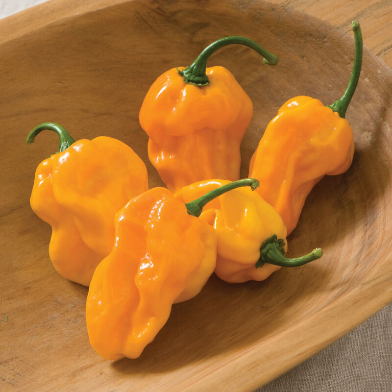 Numex Suave Orange Hot Peppers