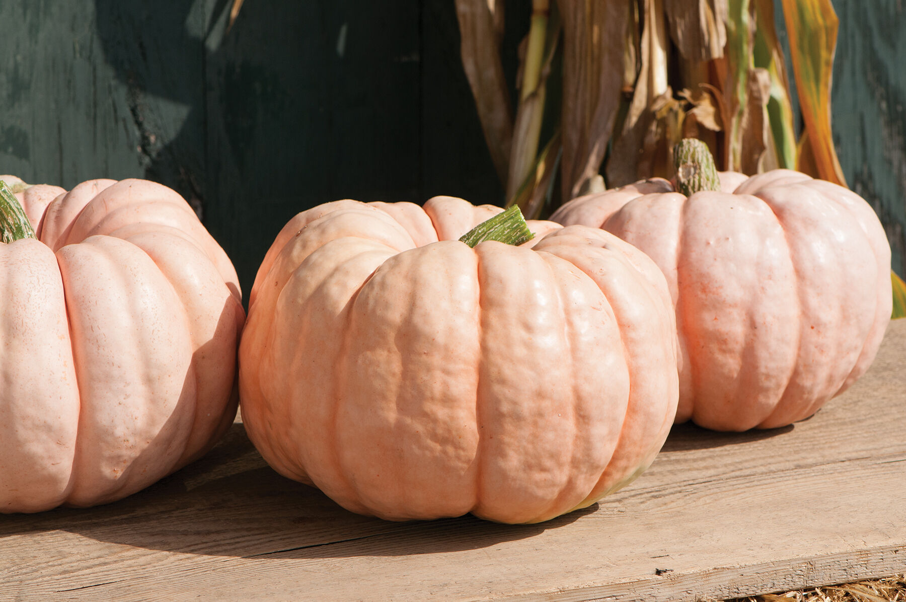 Porcelain Doll - Pink Pumpkin Seeds | Johnny's Selected Seeds
