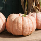 Porcelain Doll Specialty Pumpkins