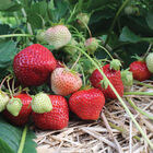 Sonata Strawberry Bare-Root Plants