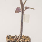 Top-Grafting Clips with Channel – 2.2 mm Grafting Supplies