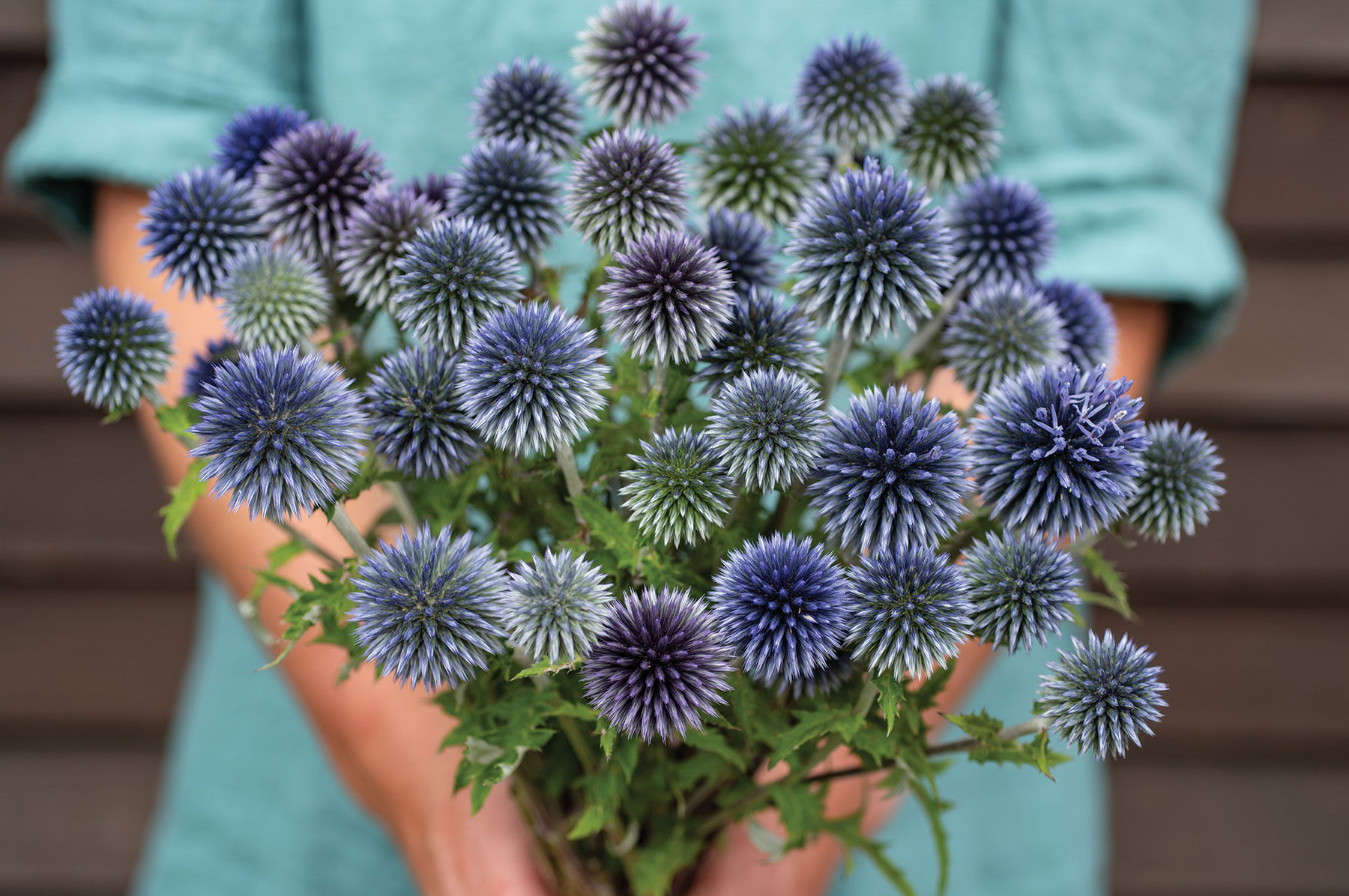 Ritro Echinops (Globe Thistle)