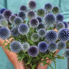 Ritro Echinops (Globe Thistle)