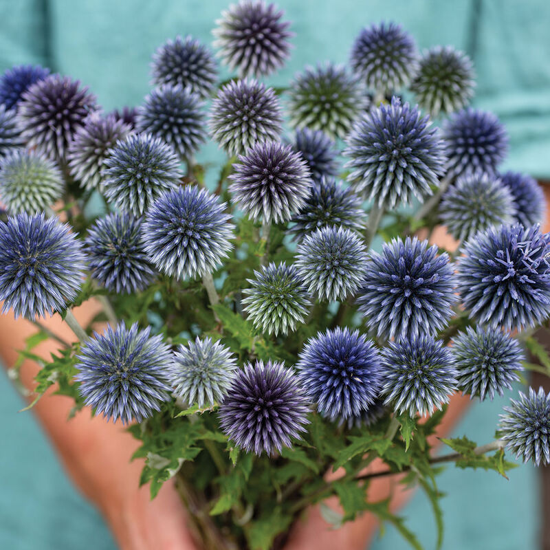 Ritro Echinops (Globe Thistle)