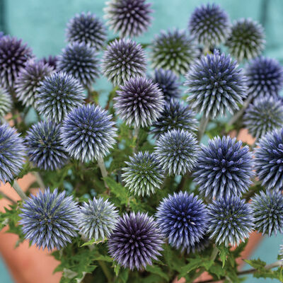 Ritro Echinops (Globe Thistle)