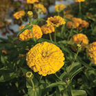 Giant Golden Yellow Zinnias