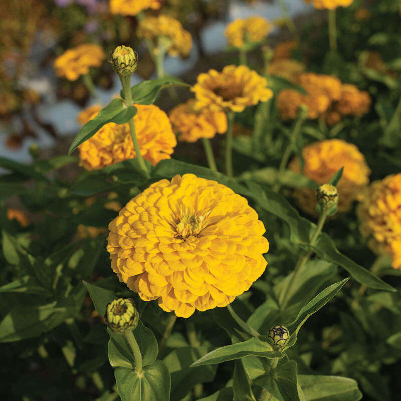 Giant Golden Yellow Zinnias