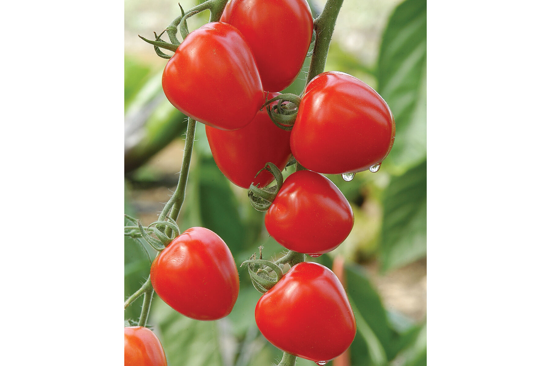 Tomatoberry Garden Cherry Tomatoes