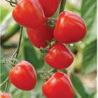 Tomatoberry Garden Tomatoberry Garden Cherry Tomatoes