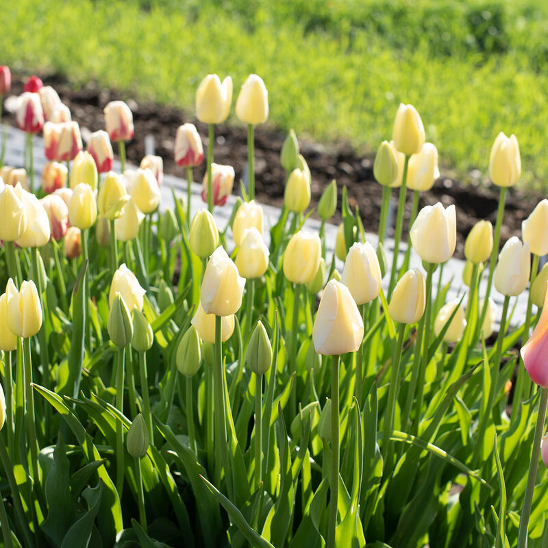 French Tulips Build Your Own Bulb Mix Johnny's Selected Seeds