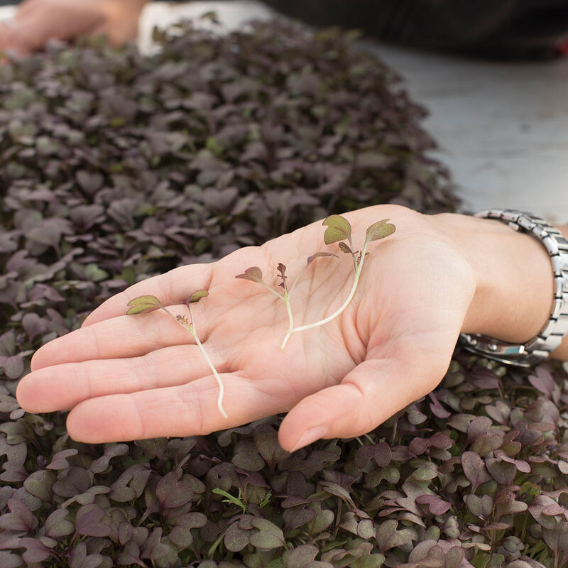 Mustard, Ruby Streaks Microgreen Vegetables