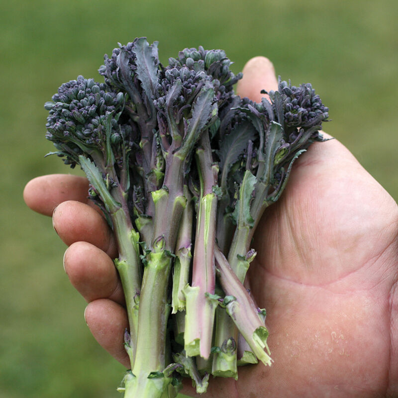 Santee Organic Purple Sprouting Broccoli Seeds Johnny's Selected Seeds