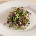 Radish, Confetti Mix Microgreen Mixes