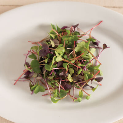 Radish, Confetti Mix Microgreen Mixes