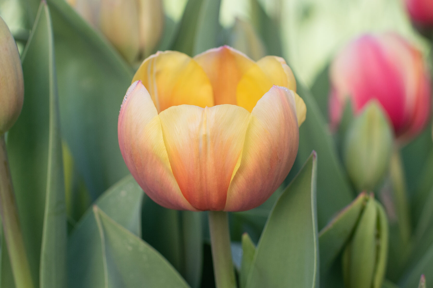 Marit Tulips