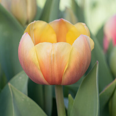 Marit Tulips