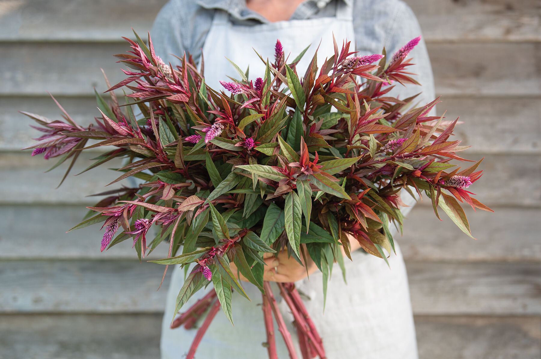 Flamingo Purple Celosia