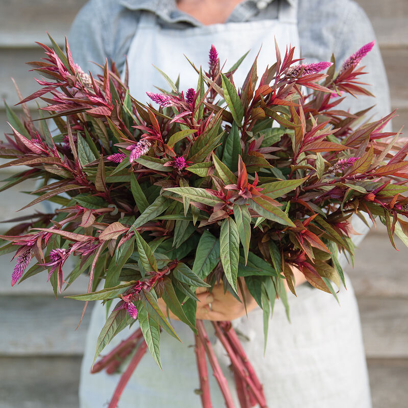 Flamingo Purple Celosia