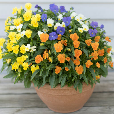 Penny™ All Season Mix Penny™ All Season Mix Viola (Pansy)