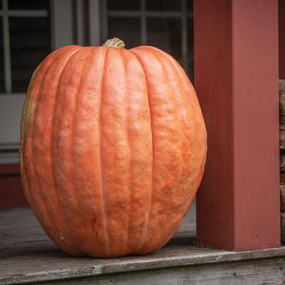 Atlantic Giant Atlantic Giant Giant Pumpkins
