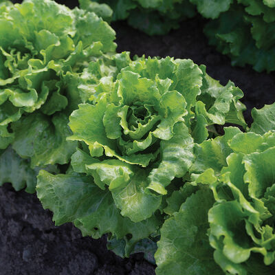 Reno Summer Crisp Lettuce (Batavia)