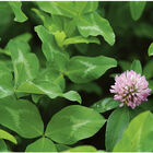 Mammoth Red Clover Clovers