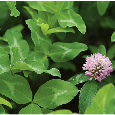 Mammoth Red Clover Clovers