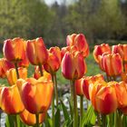 Apeldoorn's Elite Tulips