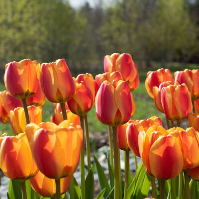 Apeldoorn's Elite Tulips