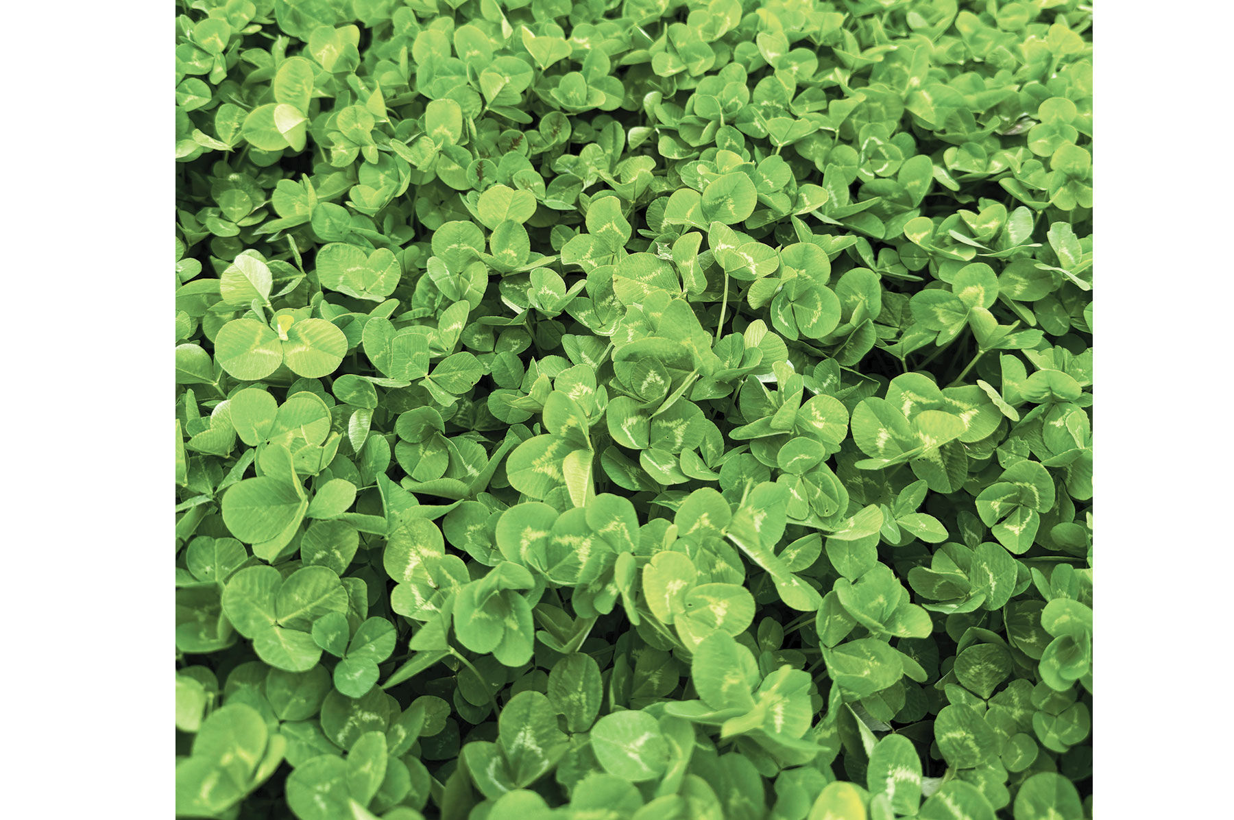 Dutch White Clover - Cover Crop Seed | Johnny's Selected Seeds