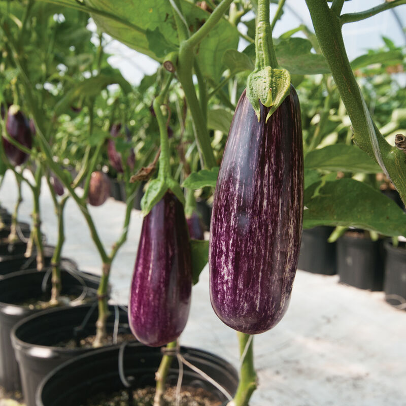 Angela Italian Eggplants