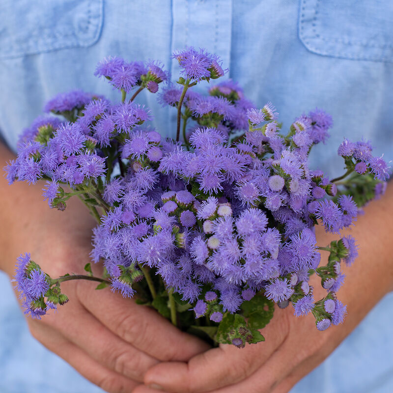 Blue Horizon Ageratum