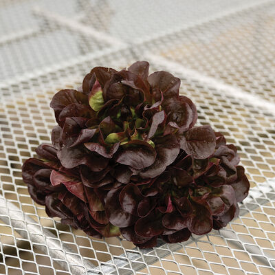 Salanova® Hydroponic Red Butter Salanova® Lettuce