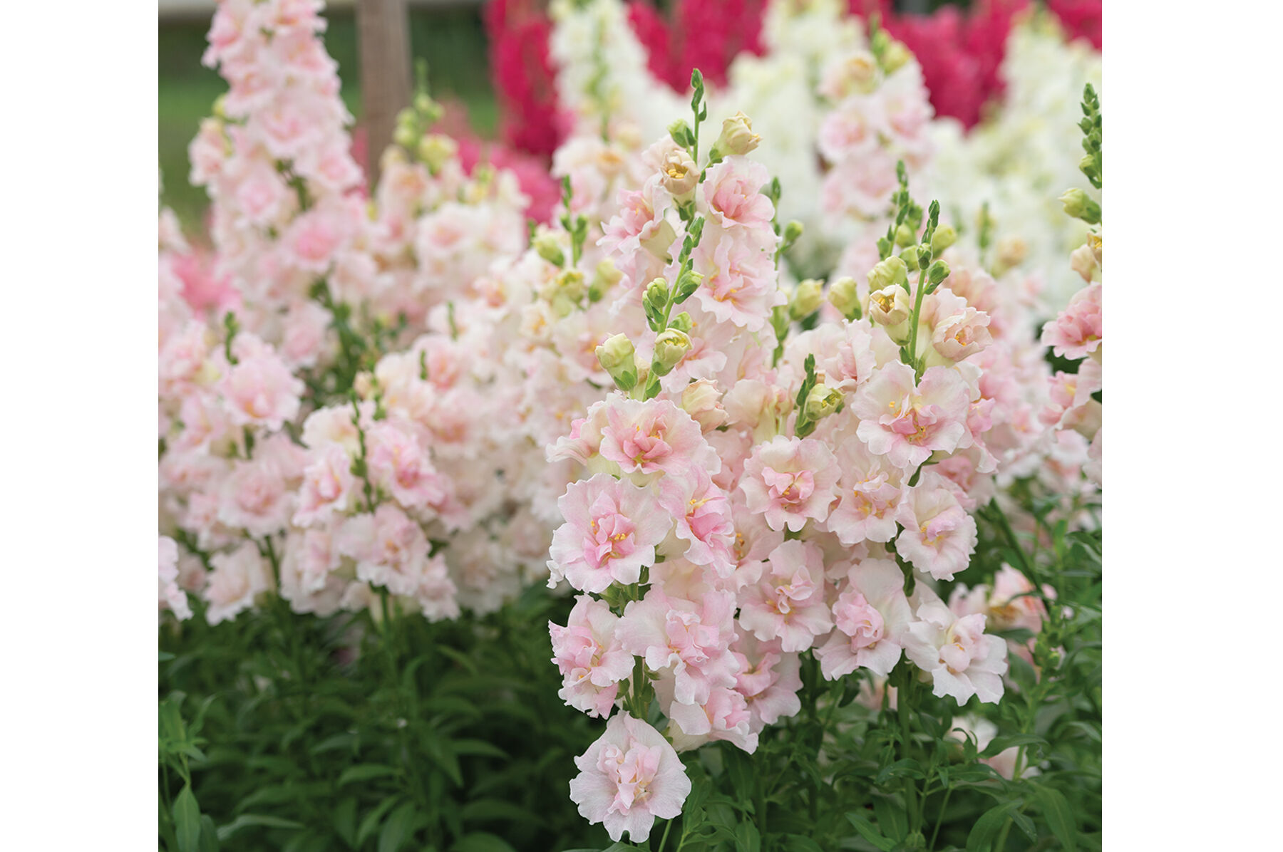 ＳＮＡＰx２ Vol.2 media__77616.1733130675.jpg?c=2