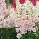 Double Frappe Light Pink 2 Cool Season (Groups 1–2)