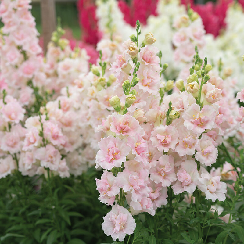 Double Frappe Light Pink 2 Cool Season (Groups 1–2)