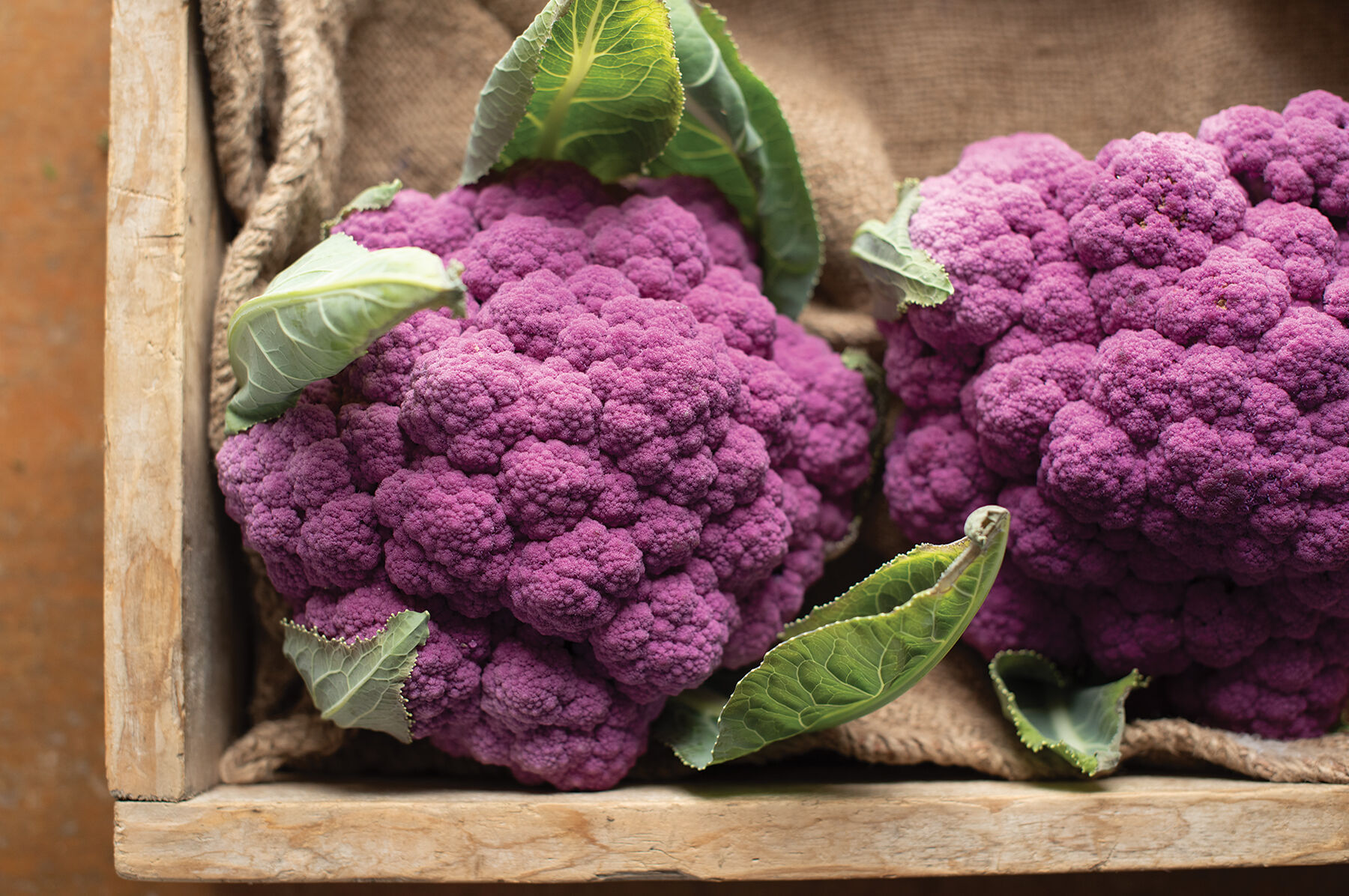 Johnny&#39;s - ブロッコリー Johnny's - ブロッコリー's sho HTXJPN Fuji2 Low Tops - Tofu