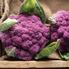 Amethyst Standard Cauliflower