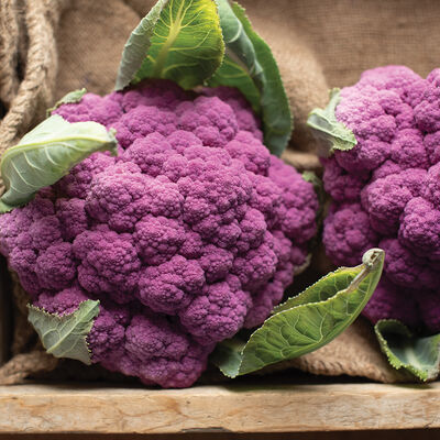Amethyst Standard Cauliflower
